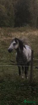 Avelshästar hästar till salu: Welshponny Hingst f2016 - Annons 2