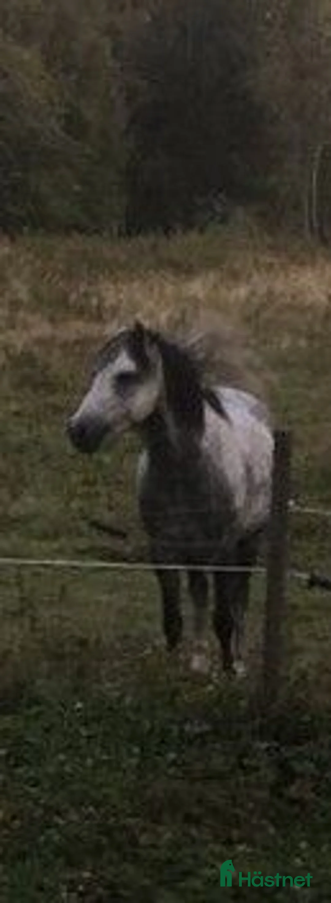 Avelshästar hästar till salu: Welshponny Hingst f2016 - Annons 1