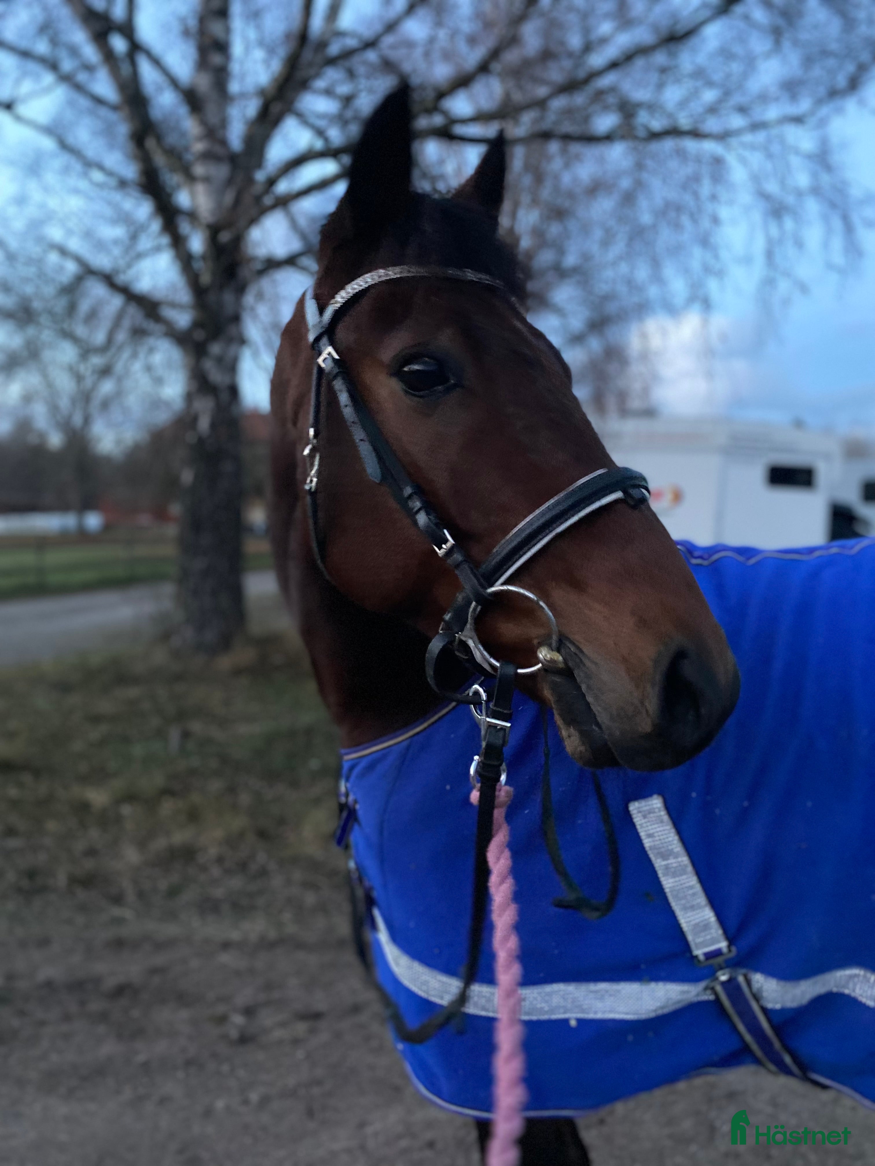  hästar Söker ett bra hem❣️ i Nybro - Annons 17