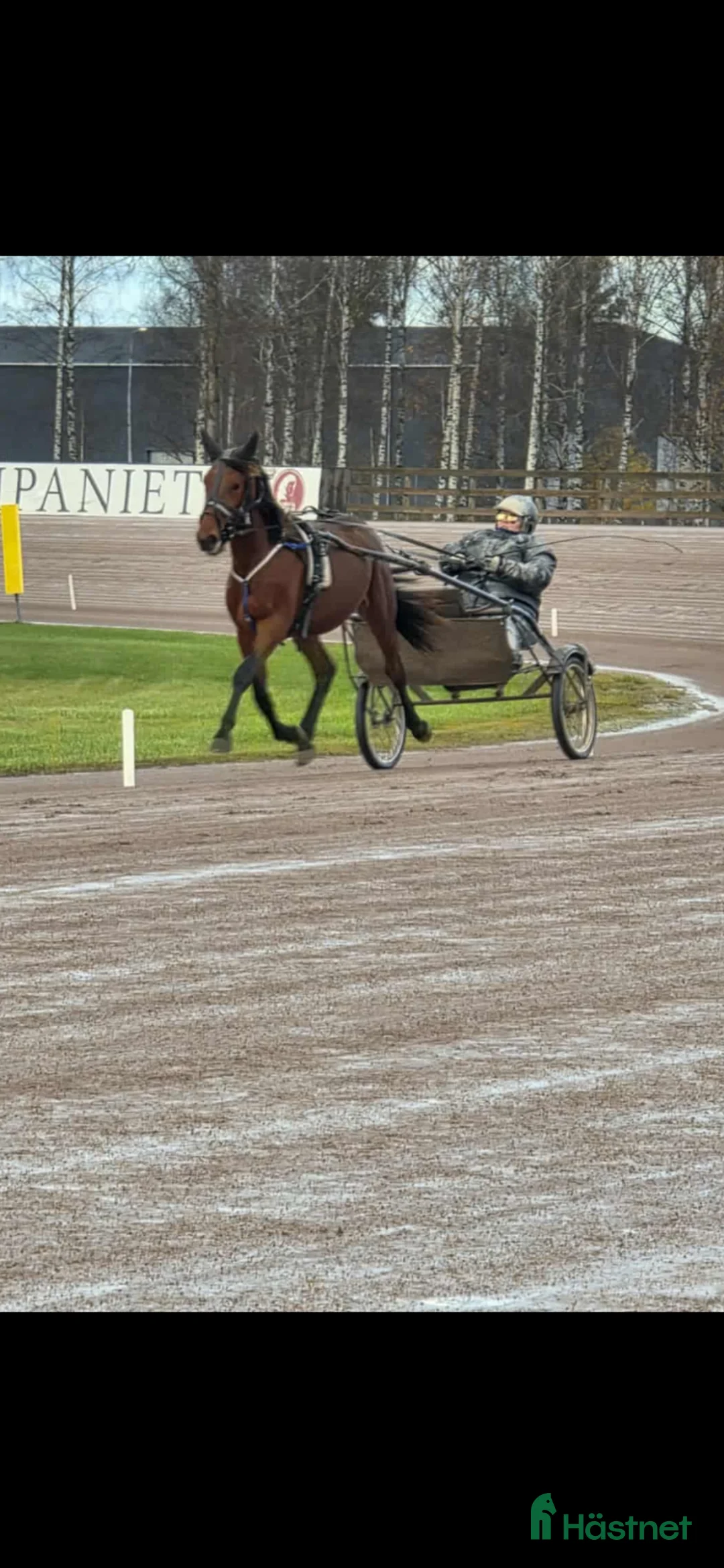 Trav hästar till salu: Leasing - Annons 2