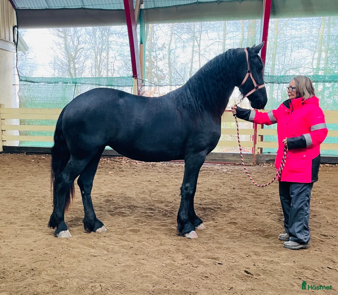 Allround hästar till salu: Vackert tillgivet friesersto i Grästorp - Annons 4