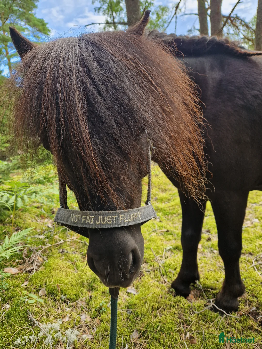 Allround hästar till salu: Super charmig shettis kille  i Mariestad - Annons 2
