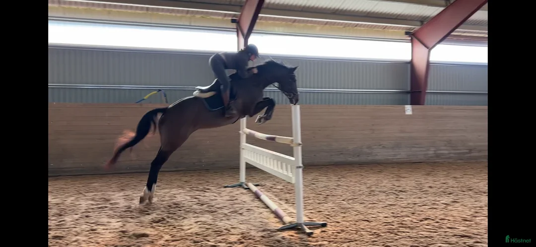 Hoppning hästar till salu: Trevligt sto född 2013 - Annons 1