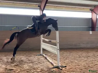 Hoppning hästar till salu: Trevligt sto född 2013 - Annons 3