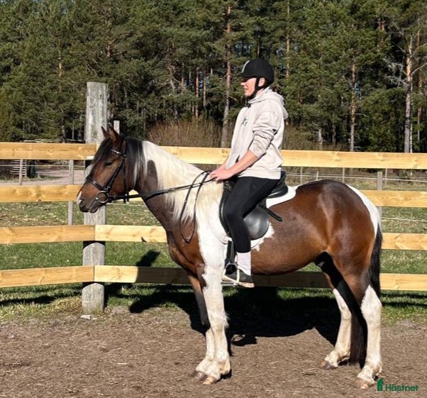  hästar Jätte snäll skogsmulle D ponny - Annons 1