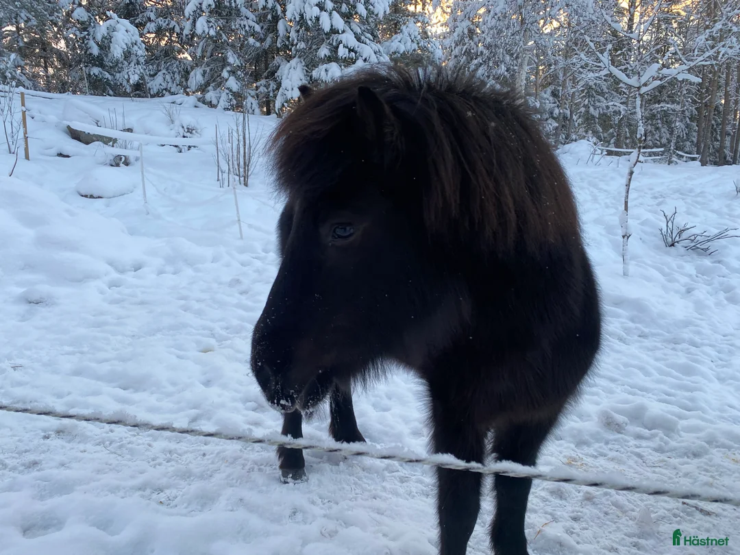 Island hästar till salu: Intressekoll i Knutby - Annons 21