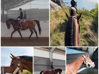 hästar ✨Ett fantastiskt snällt sto med kvalitet✨ - Annons 7