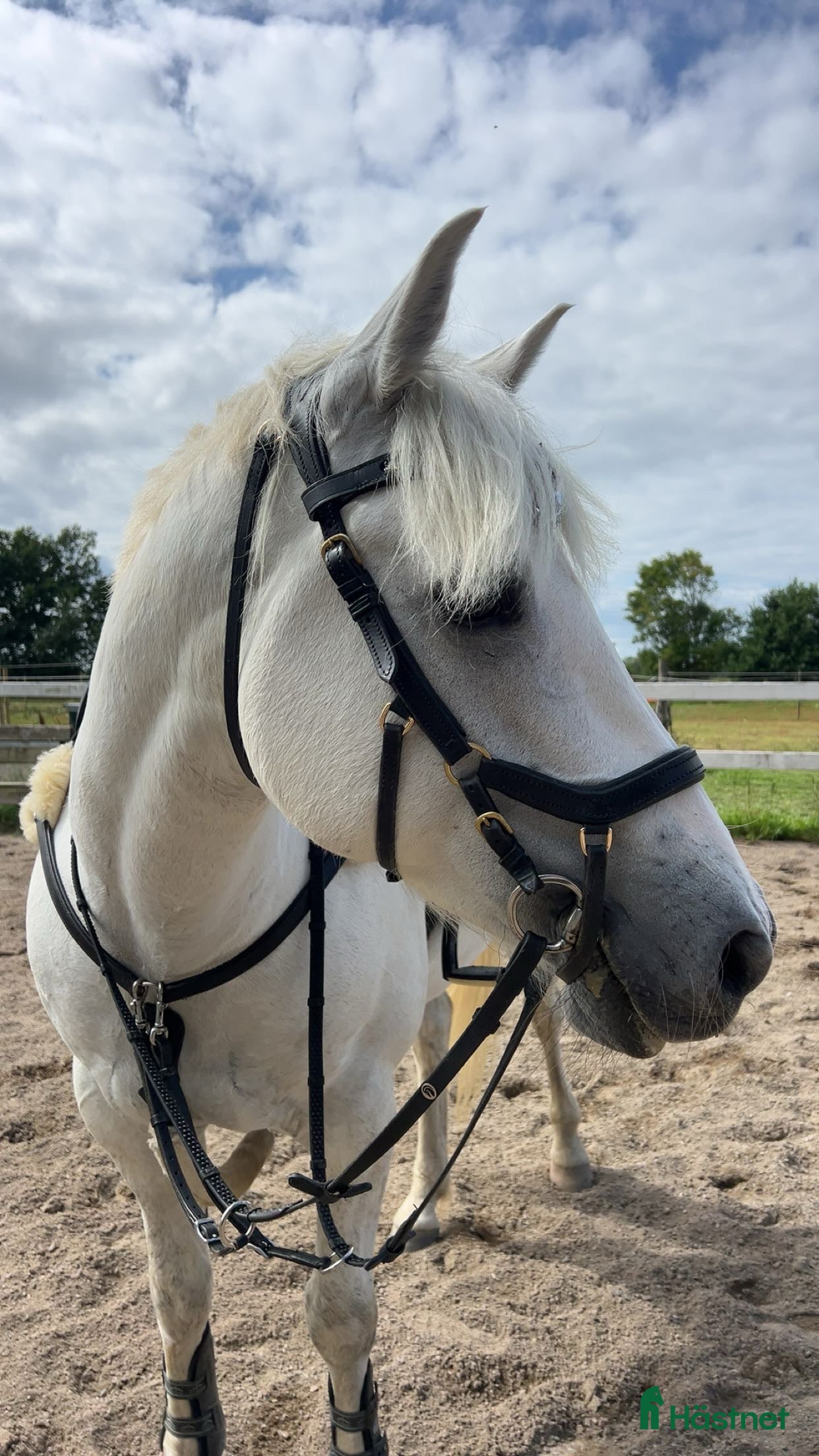  hästar Söker häst för tävling.  i Höganäs - Annons 9