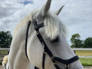 hästar Söker häst för tävling. i Höganäs - Annons 9