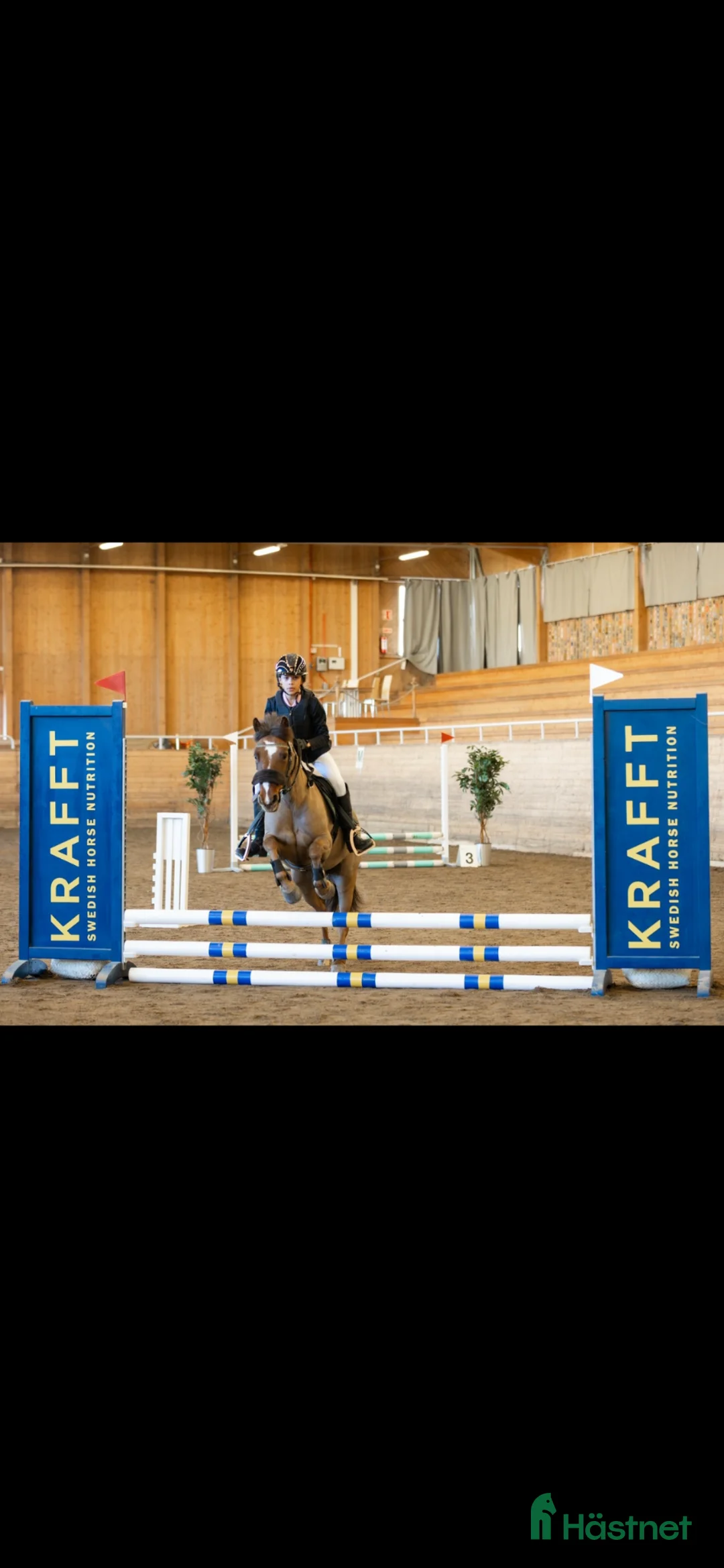 Allround hästar till salu: Trygg läromästare!  - Annons 1