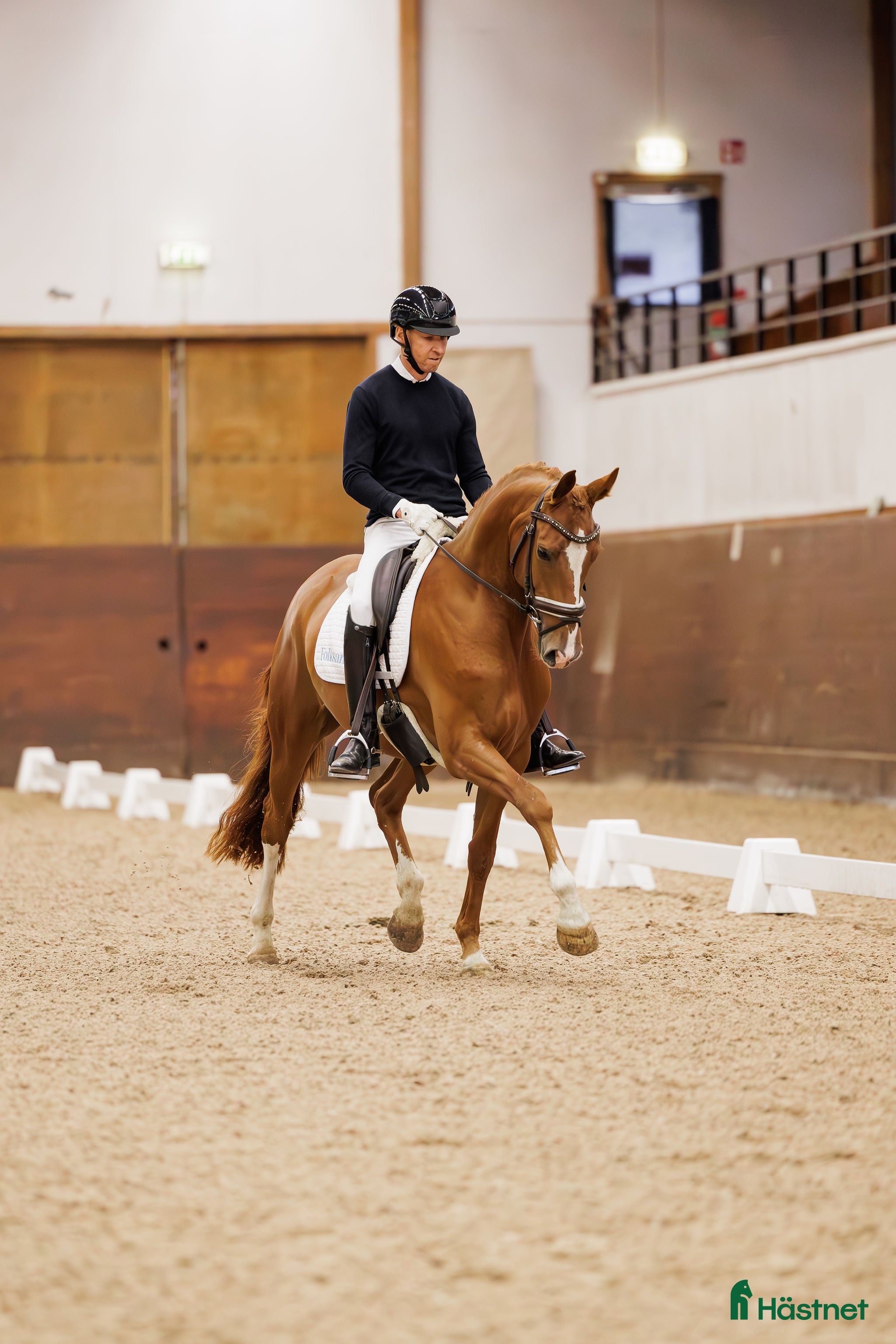  hästar Diplomsto med HÖG ridbarhet e:Quaterhit -Touchdown i Björkvik - Annons 3