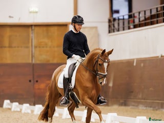 hästar Diplomsto med HÖG ridbarhet e:Quaterhit -Touchdown i Björkvik - Annons 3
