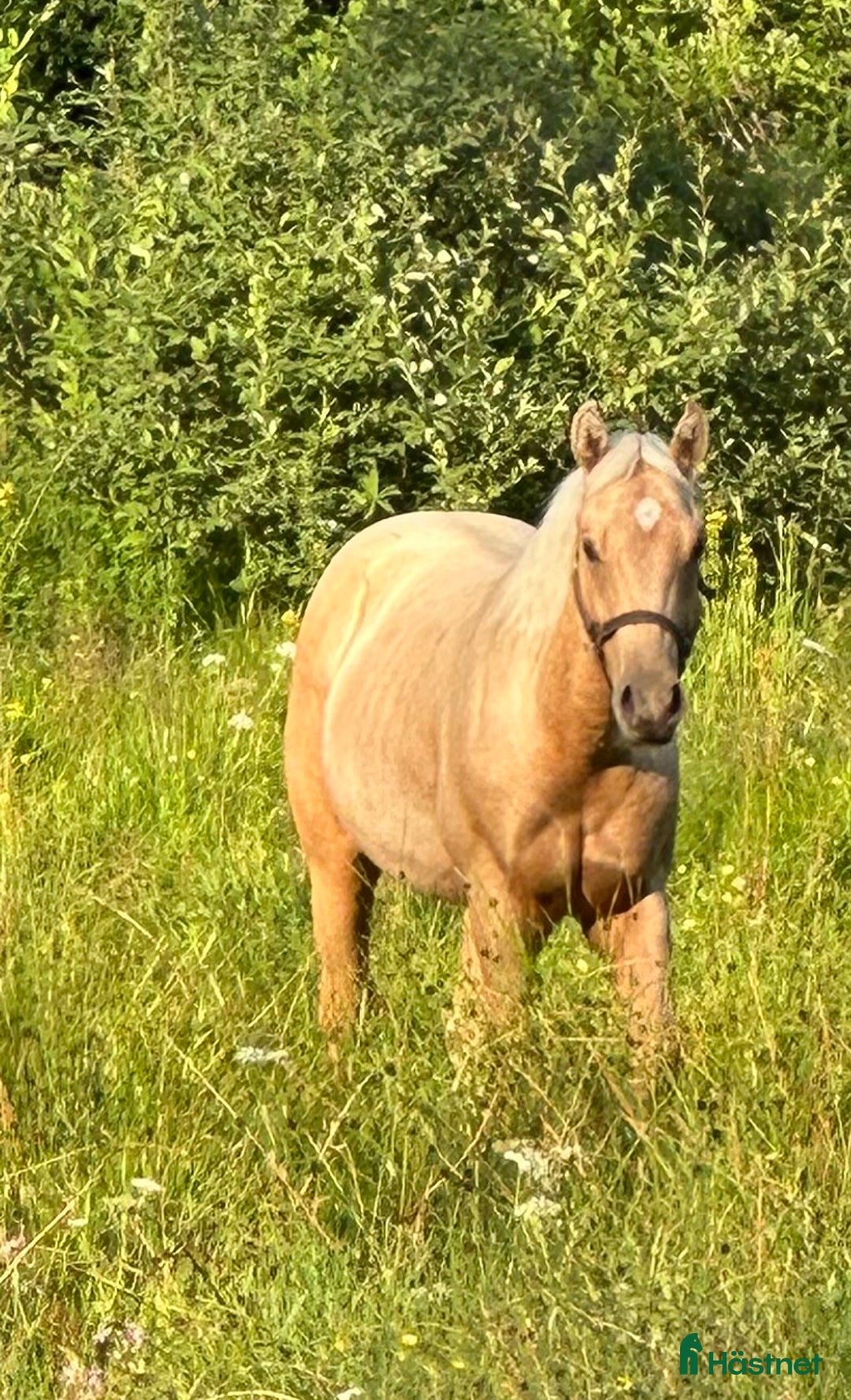 Western hästar till salu: Drömhästen  i Bredared - Annons 4