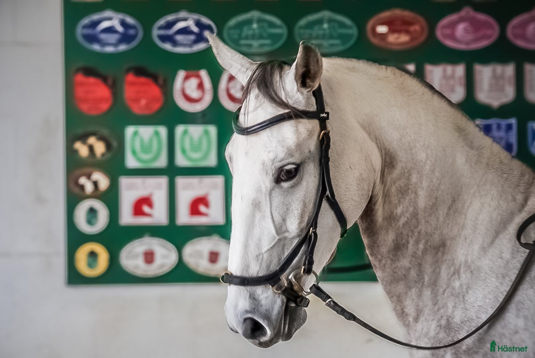 Dressyr hästar till salu: Framtida stjärna lusowarmblood  i Lund - Bild 5