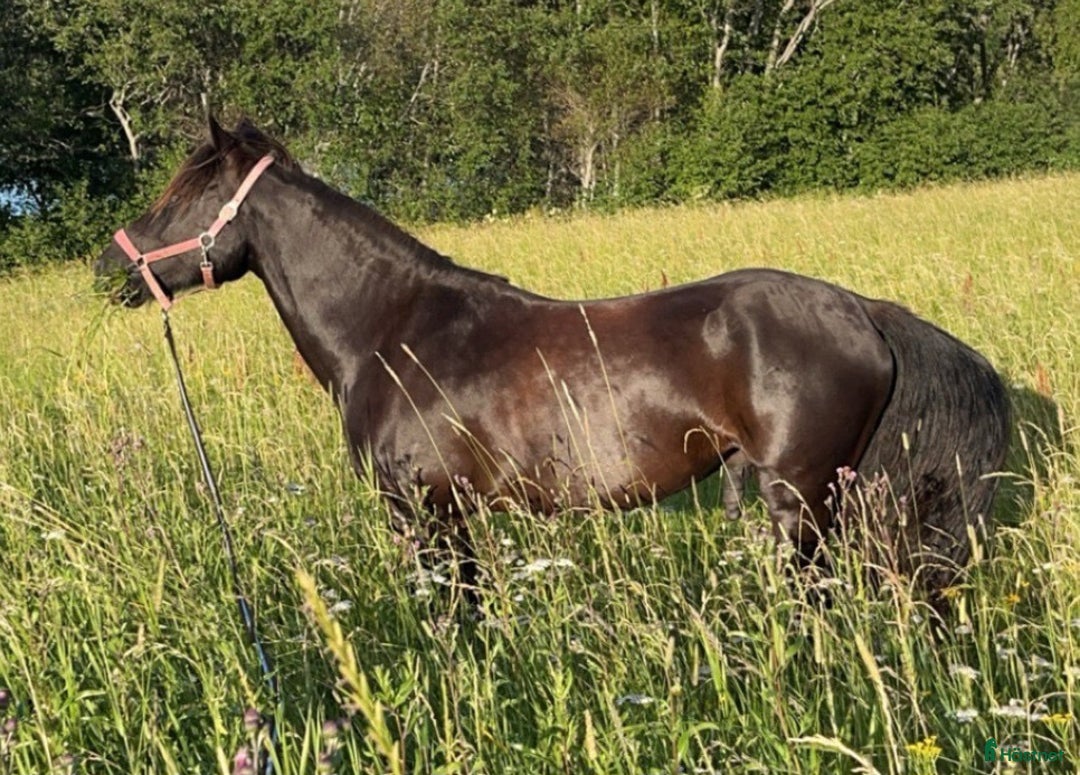 Allround hästar till salu: Skogsmulle söker nytt hem i Matfors - Annons 1