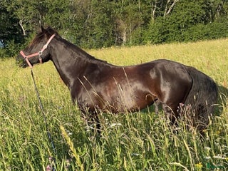 hästar Skogsmulle söker nytt hem i Matfors - Annons 12