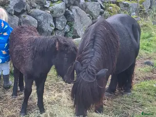 hästar Dräktigt sto i Vetlanda - Annons 3