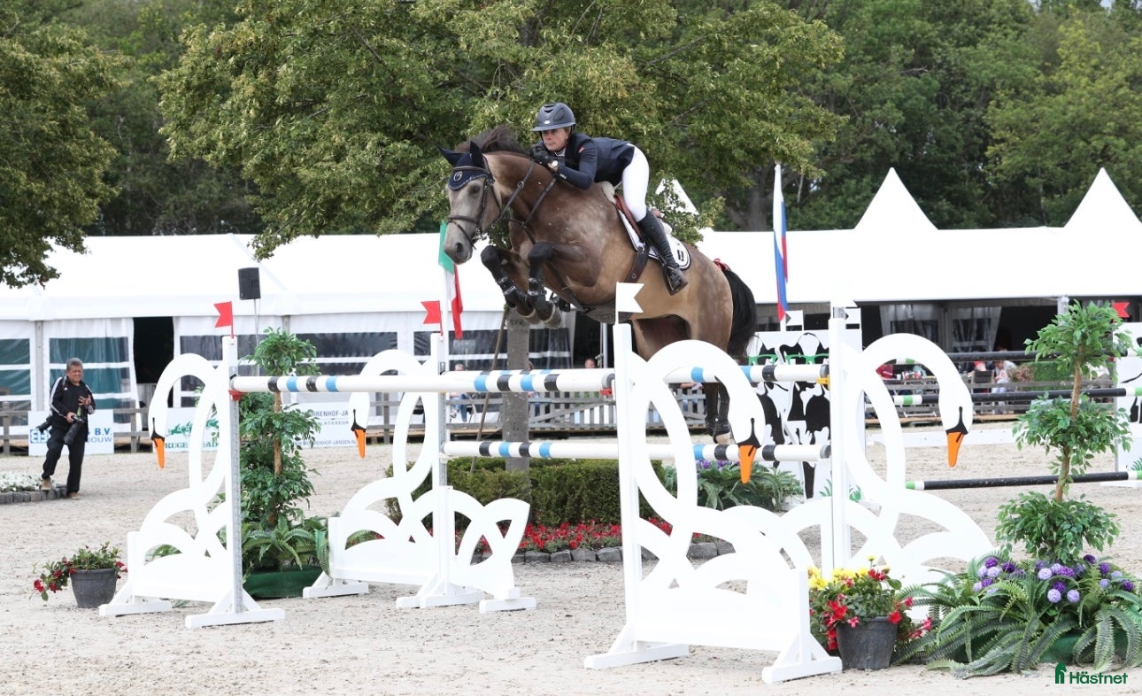  hästjobb Rid och stallhjälp i Vallda - Annons 3