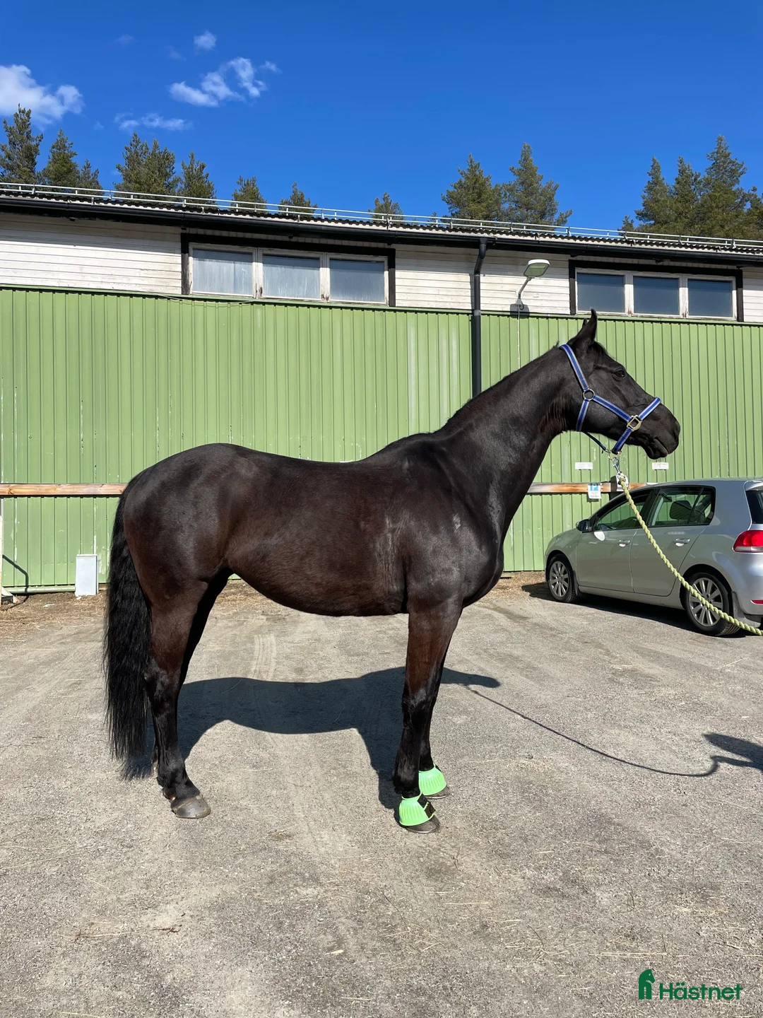 Allround hästar till salu: Vackert sto - Annons 1