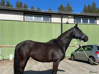 hästar Vackert sto - Annons 1