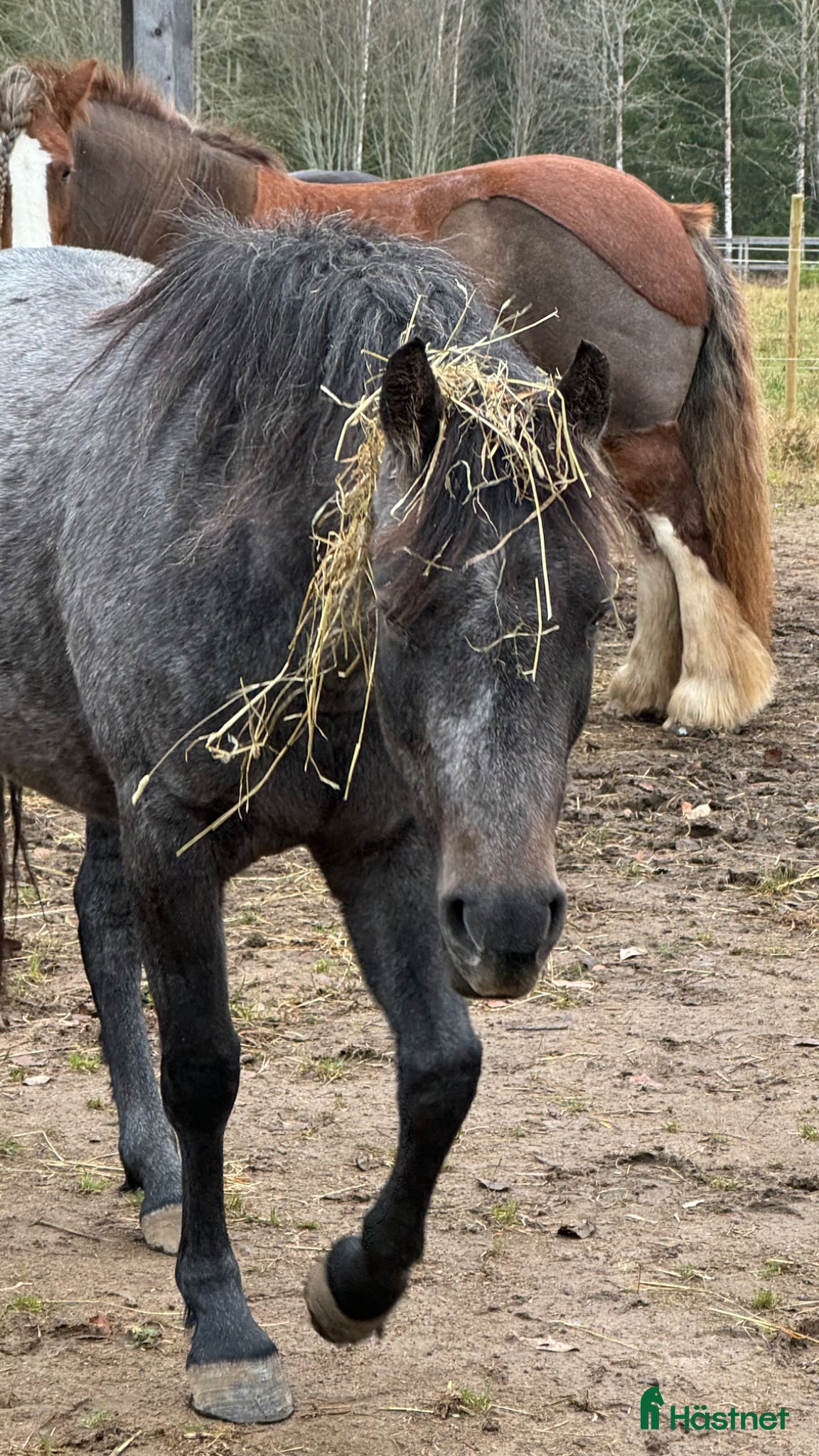  hästar Vera söker sin stjärna - Annons 11