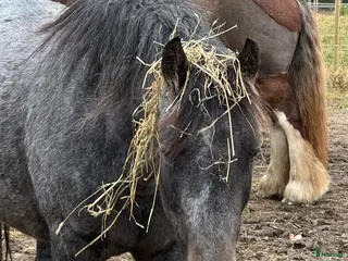 hästar Vera söker sin stjärna - Annons 11