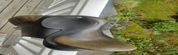 Sadlar hästutrustning till salu:  Cliff Barnsby Bonfire 17” MW – kvalitetssadel  - Annons 3