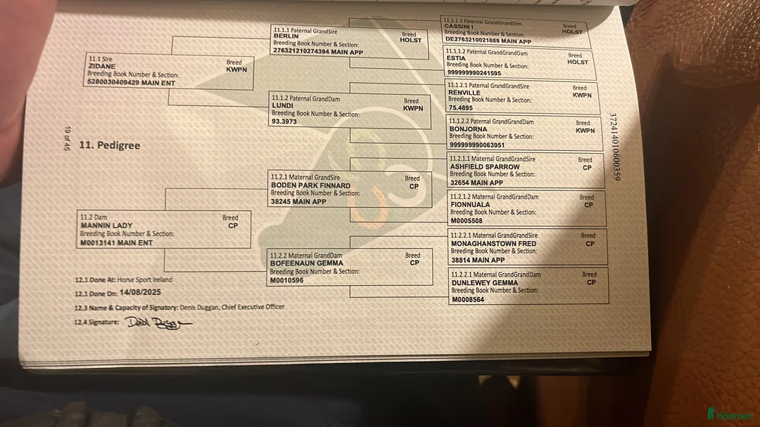 Allround hästar till salu: Beautiful gelding 160cm i Ljungby - Annons 10