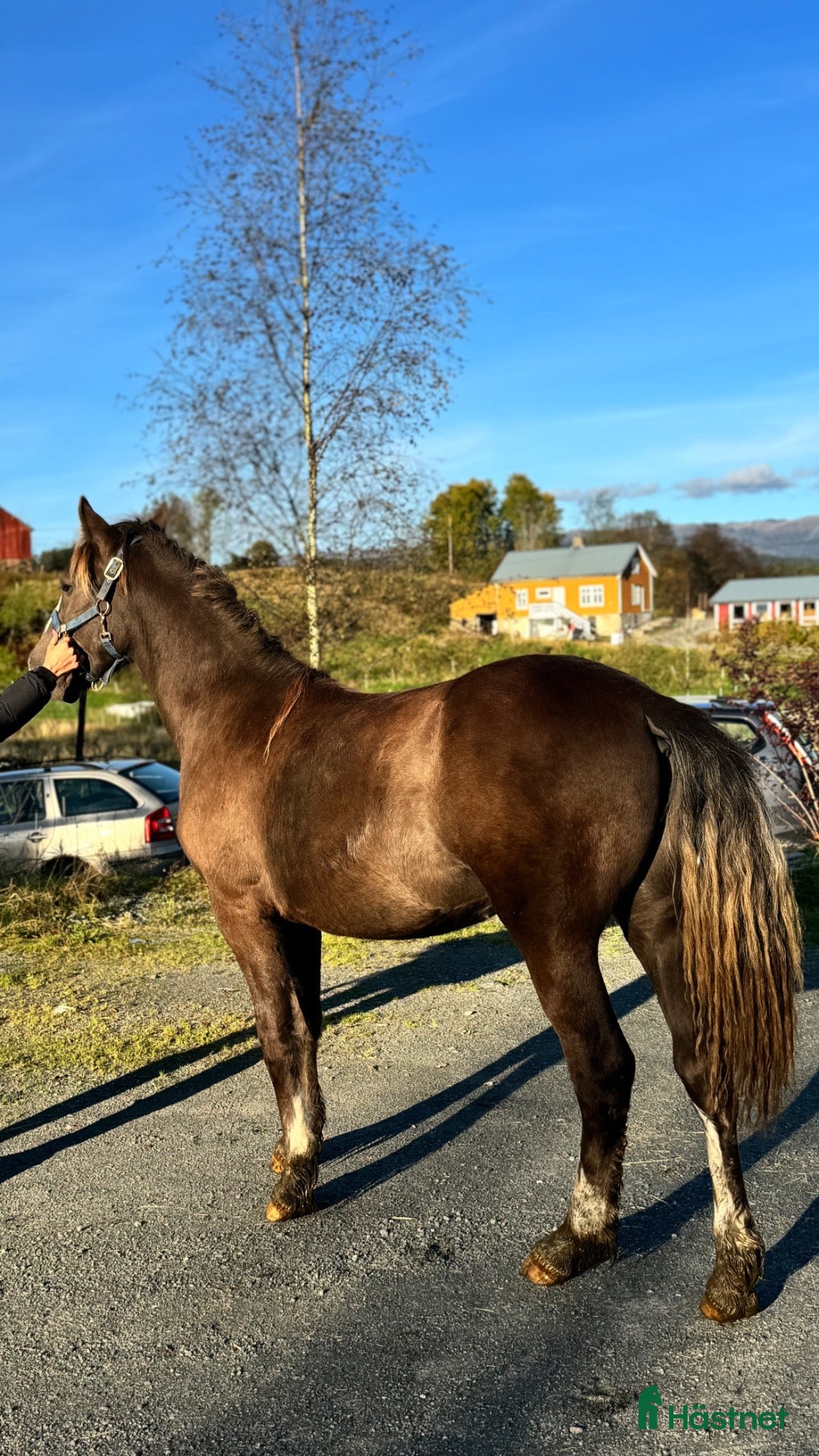  hästar Åringshingst  - Annons 18