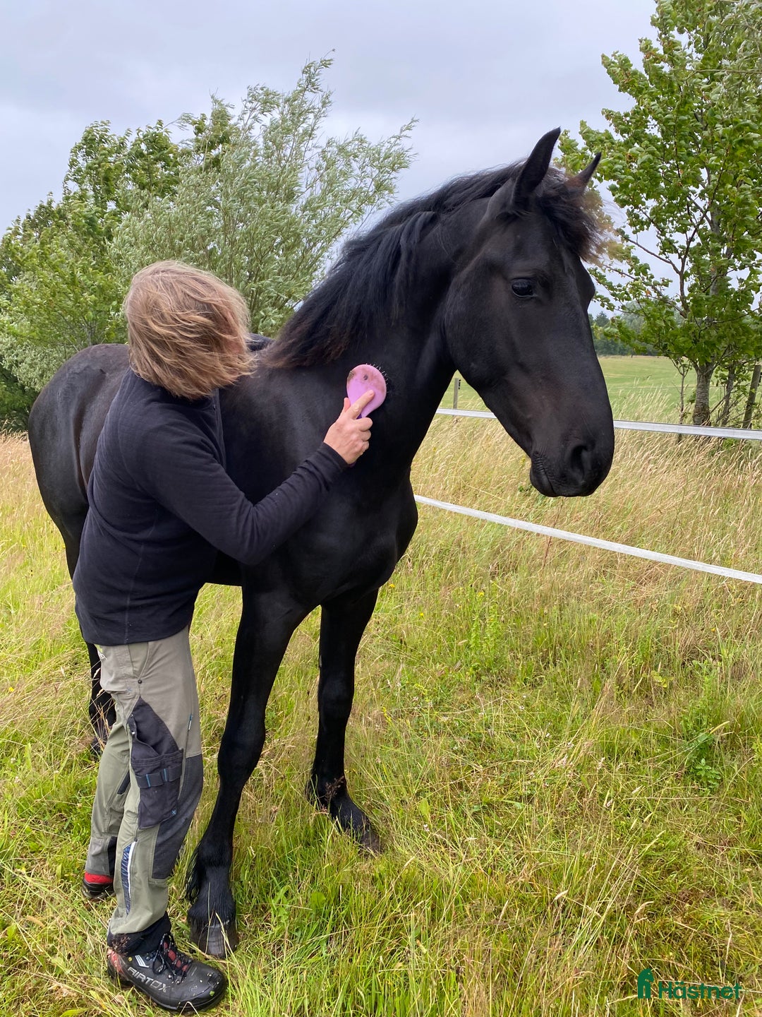 Dressyr hästar till salu: Frieser hingst KFPS i Löberöd - Bild 4