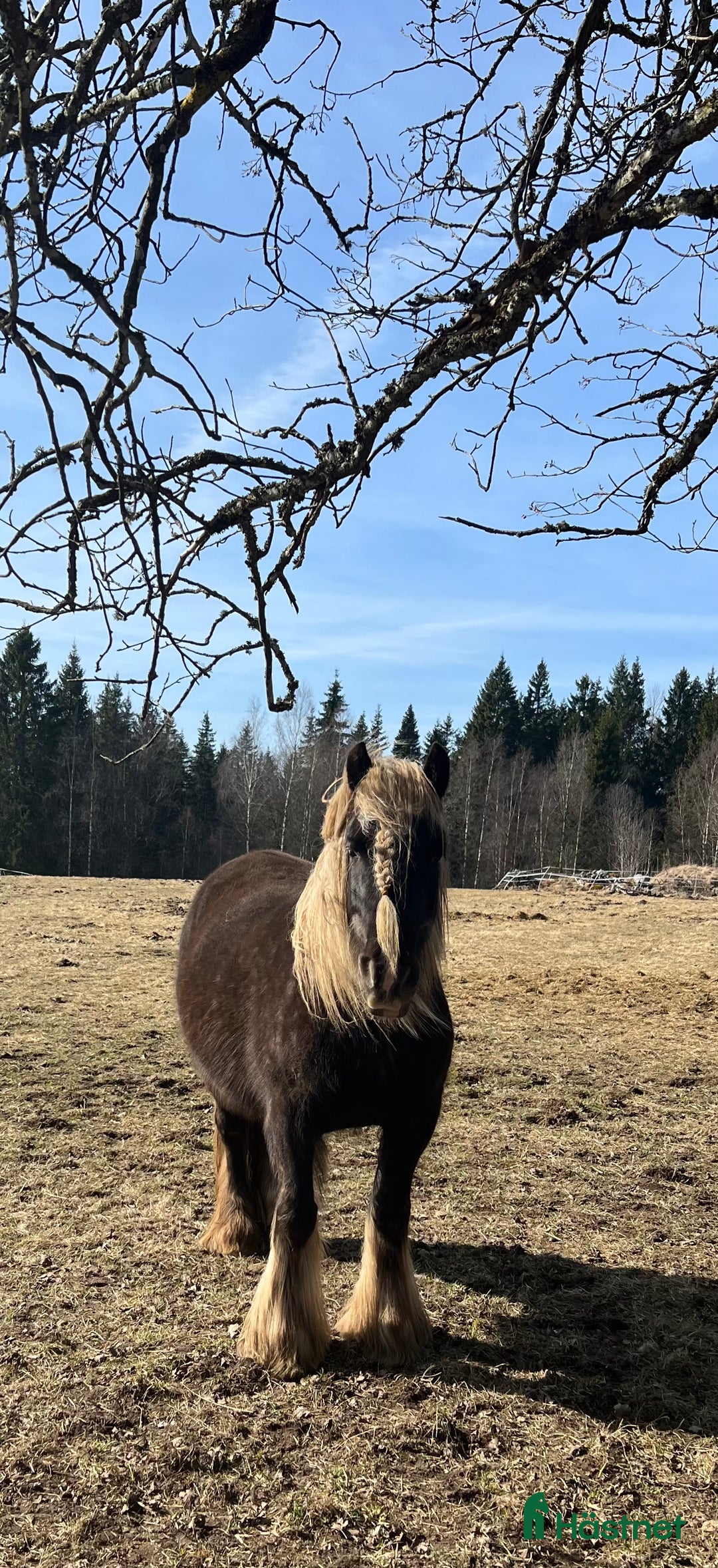 Avelshästar hästar till salu: Silversvart sto! i Sävsjö - Annons 3