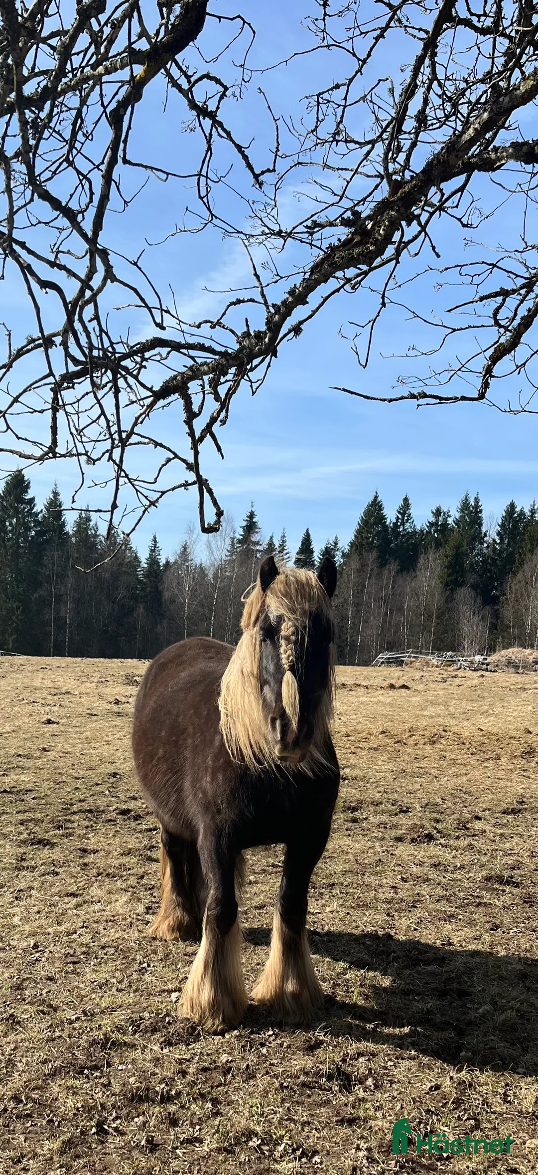 Avelshästar hästar till salu: Silversvart sto! i Sävsjö - Annons 3