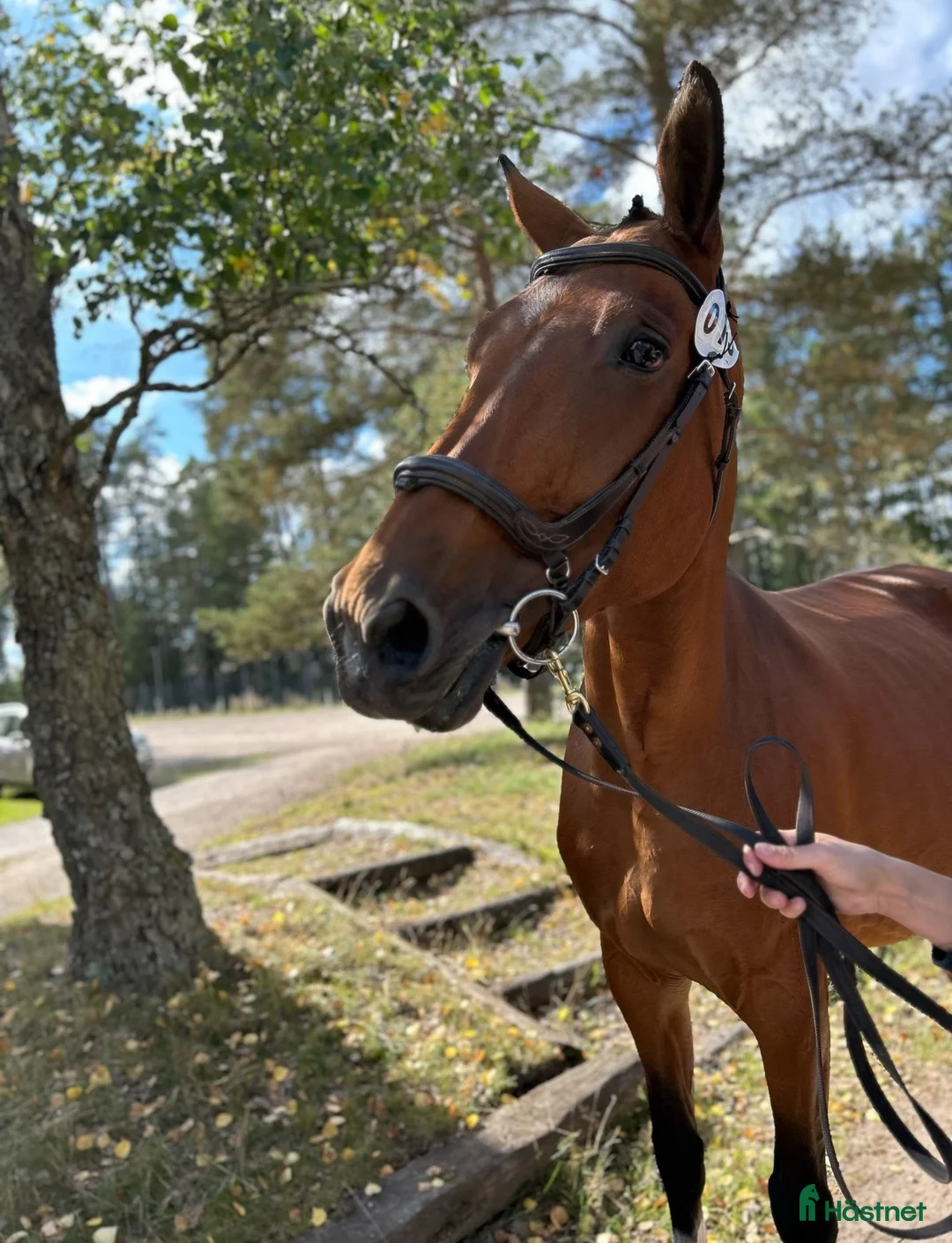 Avelshästar hästar till salu: SWB Avelssto/flockmamma - Annons 2