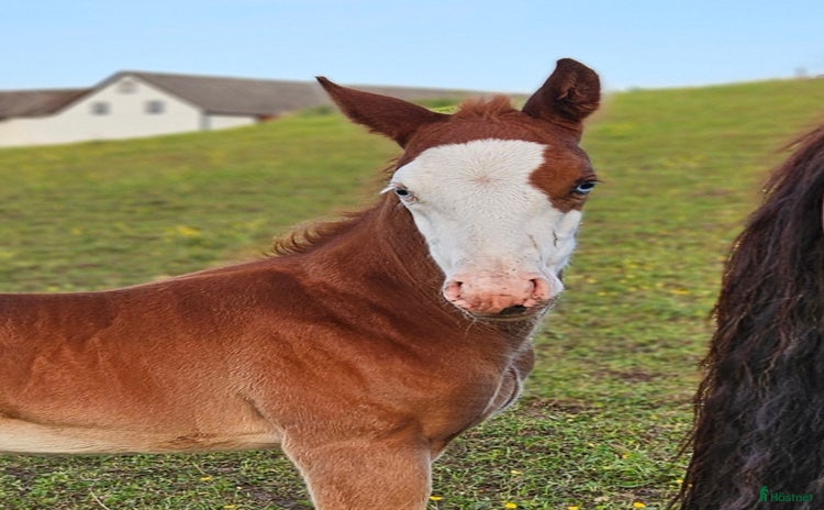  hästar i Stenstorp - Annons 17
