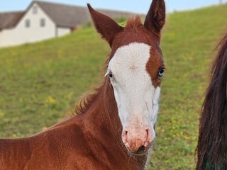 hästar i Stenstorp - Annons 34