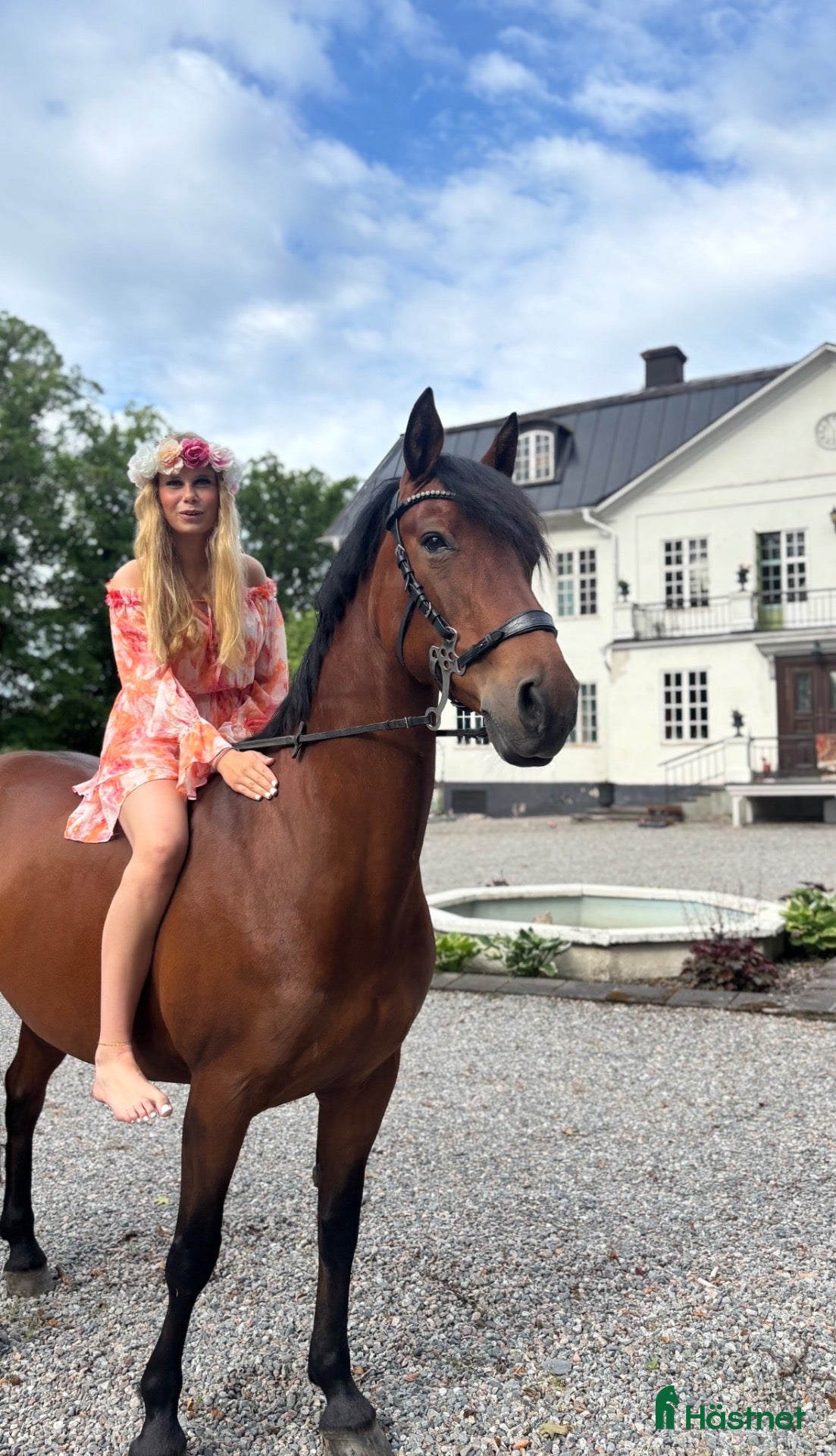  hästar En riktig prinsessa till salu - Annons 4