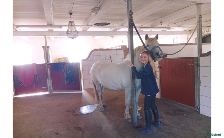  hästar i Haverdal - Annons 4