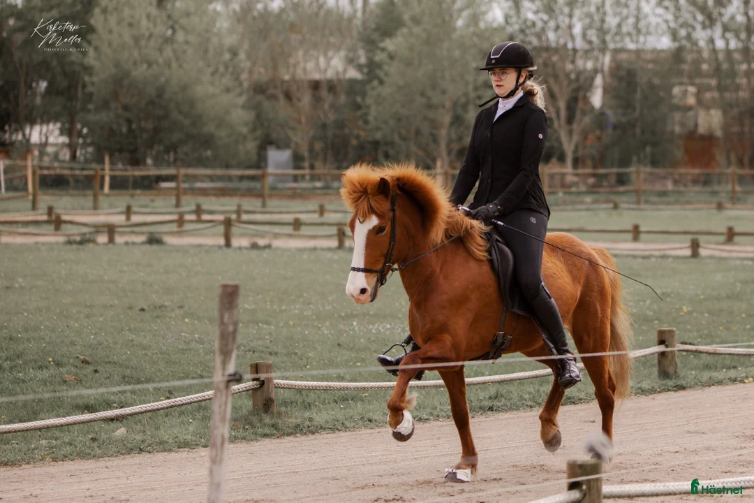 Island hästar till salu: Verdens gladeste hoppe der altid giver 100% - Annons 4