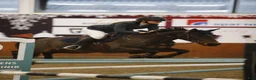Hoppning hästar till salu: Smuk FEI springpony - Annons 3
