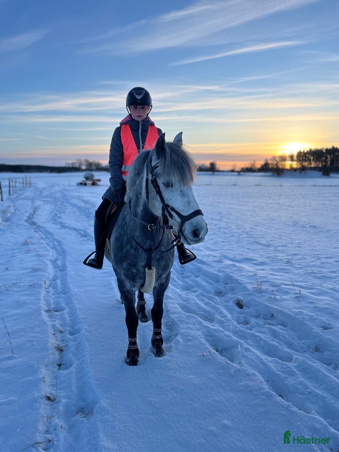 Hoppning hästar till salu: Tävlingskompis och bästa vän  i Skärblacka - Annons 2