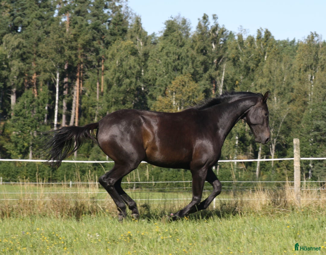 Dressyr hästar till salu: Stjärnskott efter BH Hotline! i Säffle - Annons 6