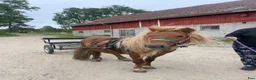  medryttarhäst finnes: Shettisar söker medryttare! - Annons 3