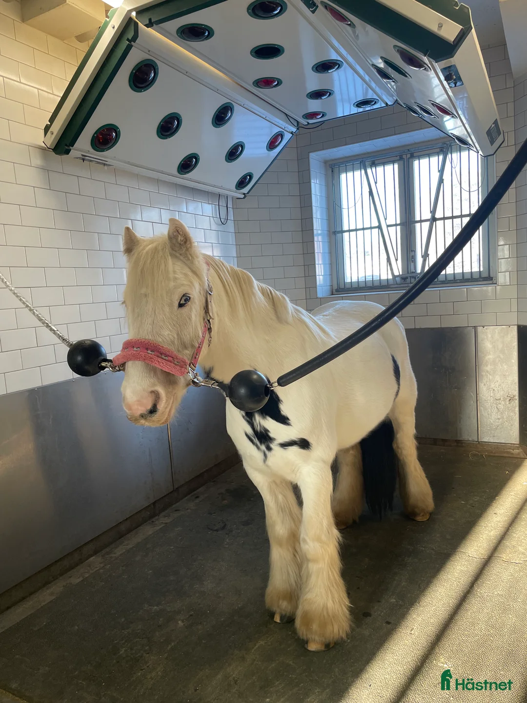 Allround hästar till salu: Världens gulligaste ponny!  - Annons 2