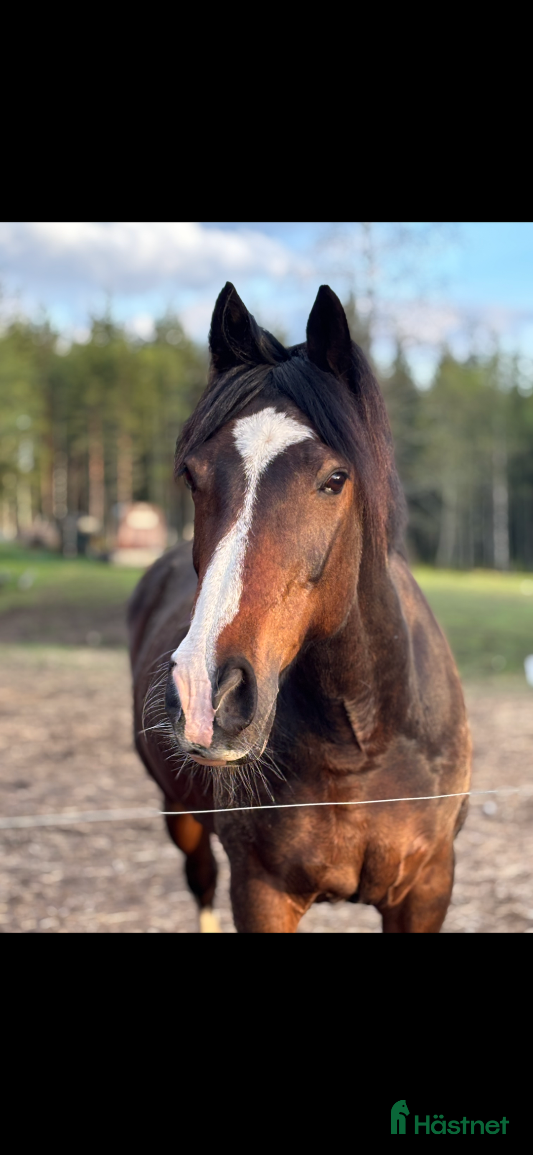 Hoppning hästar till salu: Maxad c-ponny valack  i Kopparberg - Annons 1