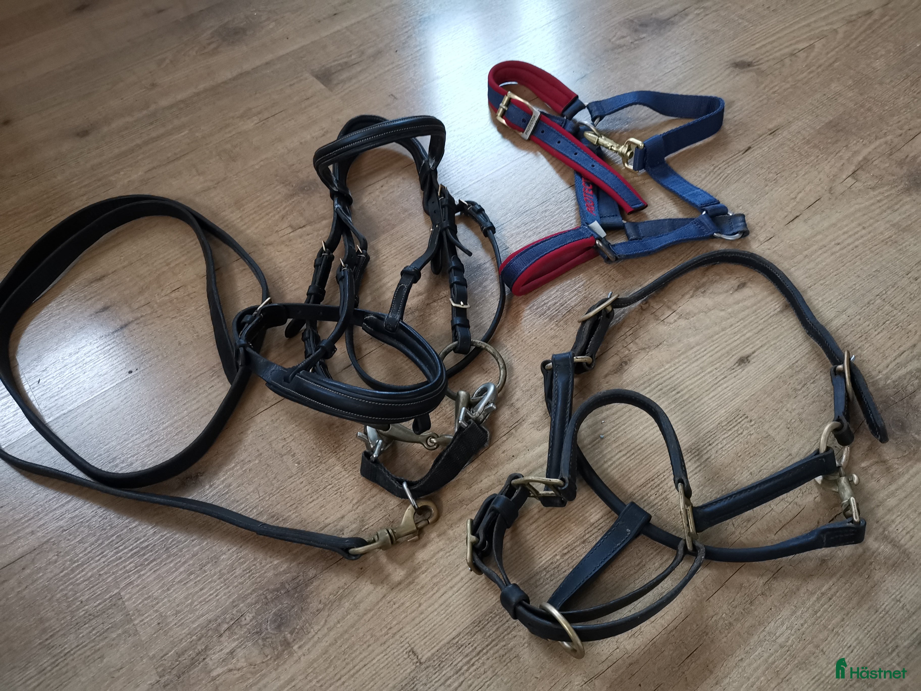 Övrig Hästutrustning hästutrustning till salu: Shettis i Ludvika - Annons 20