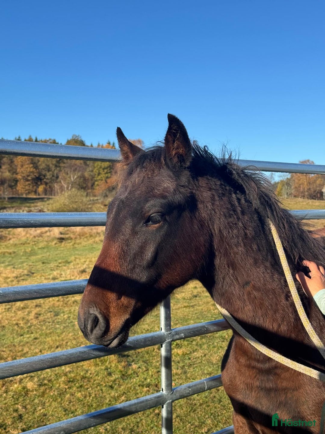 Hoppning hästar till salu: Fantastic Colt for Sale – by Hardrock Z x Indoctro i Ullared - Annons 11