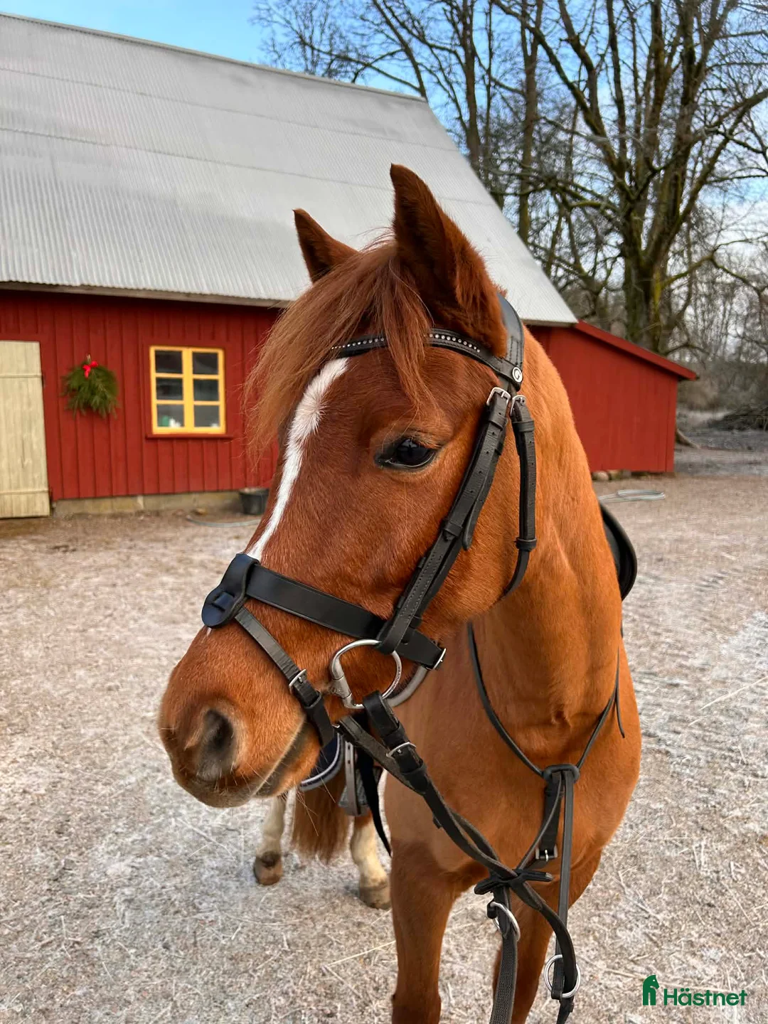 Hoppning hästar till salu: 5 årig Multitalang  - Annons 1