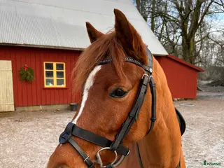 hästar 5 årig Multitalang - Annons 13