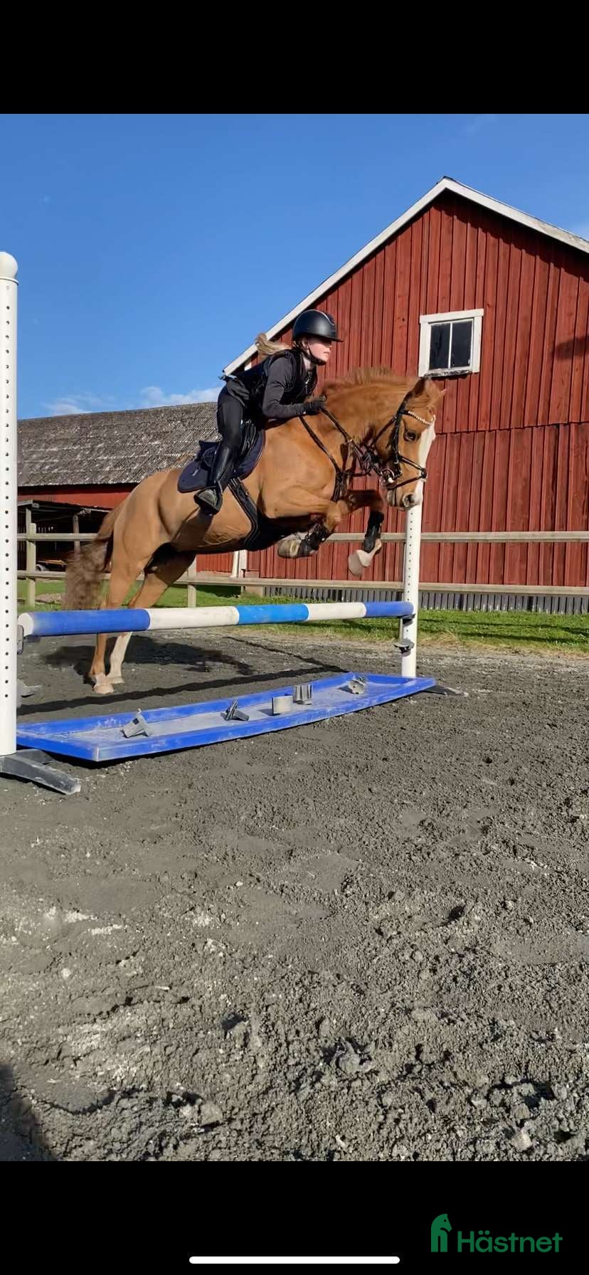  hästar Akut söker vi nu ett gott hem till vår prinsessa!  - Annons 3