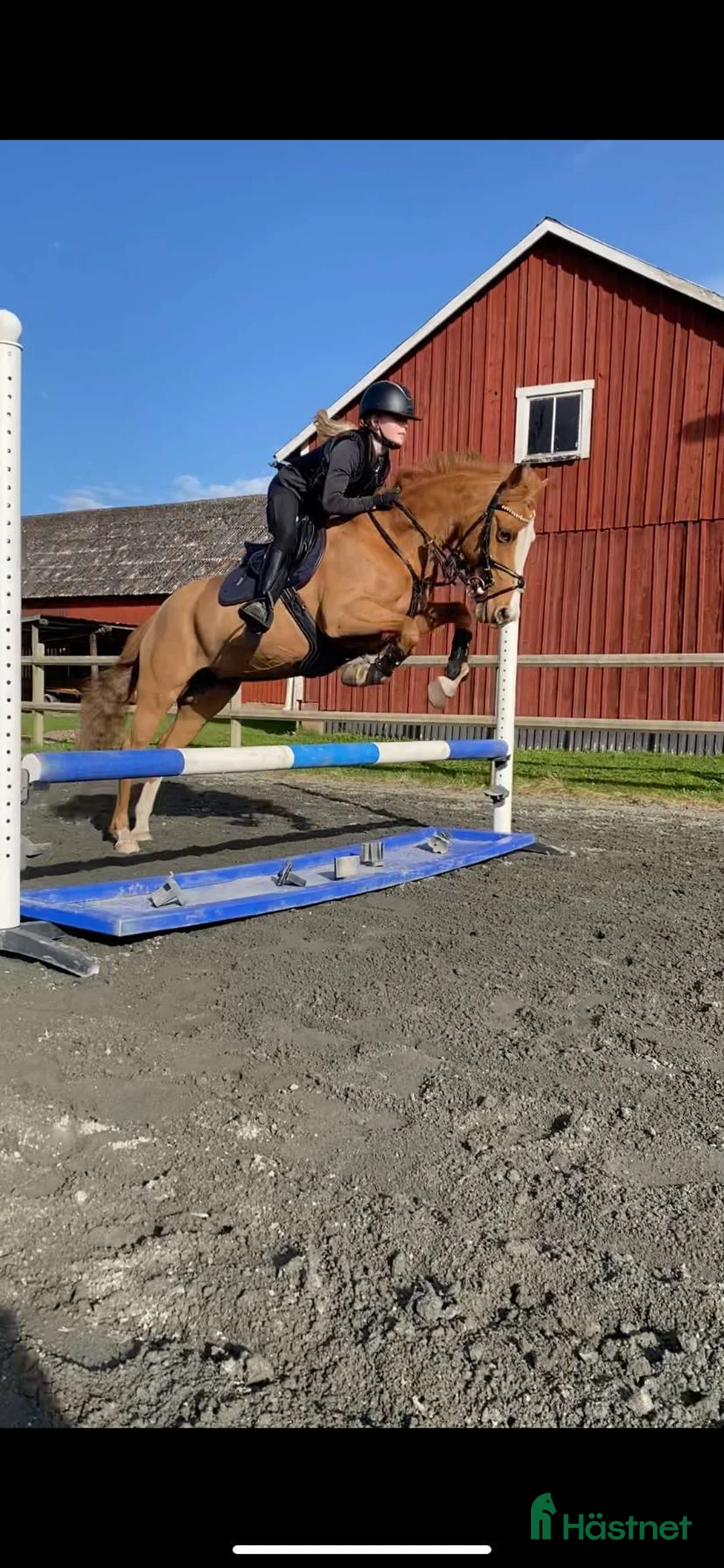 Allround hästar till salu: Akut söker vi nu ett gott hem till vår prinsessa!  - Annons 1